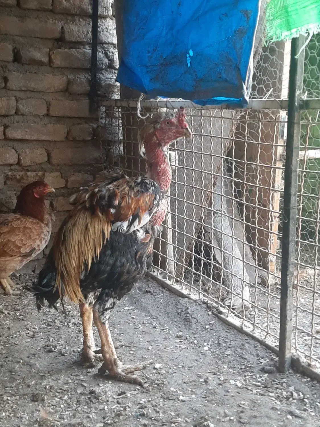 خروس لاری صابونی|حیوانات مزرعه|انبارآلوم, |دیوار