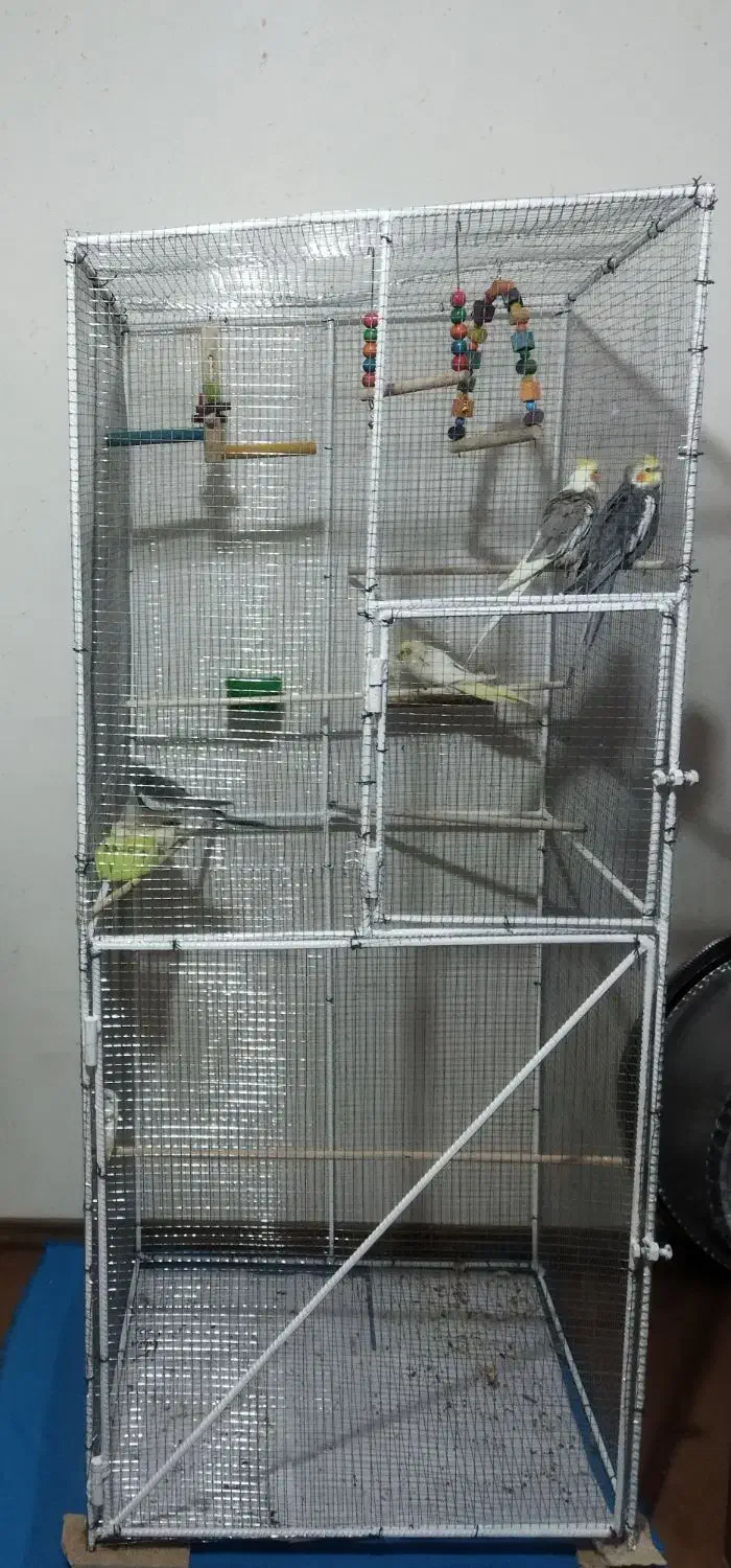 قفس پرنده عروس هلندی فنچ|لوازم جانبی حیوانات|تیران, |دیوار