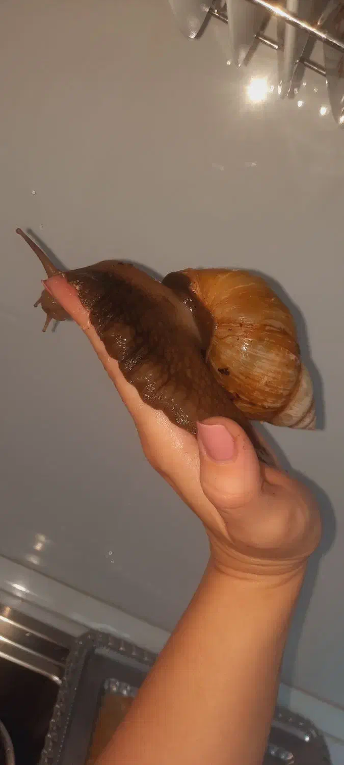 حلزون آچاتینا اسکارگو|آرایشی، بهداشتی، درمانی|میاندوآب, |دیوار