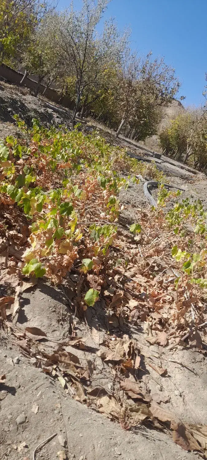 فروش نهال انگورکشمشی|خدمات باغبانی و درختکاری|کرچمبو, |دیوار