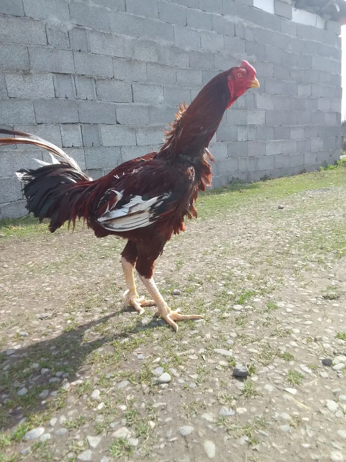 خروس لاری|حیوانات مزرعه|رشت, باهنر|دیوار