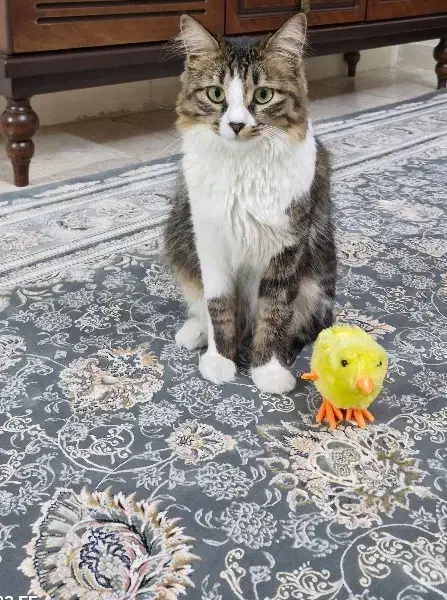 واگذاری گربه|گربه|زنجان, |دیوار