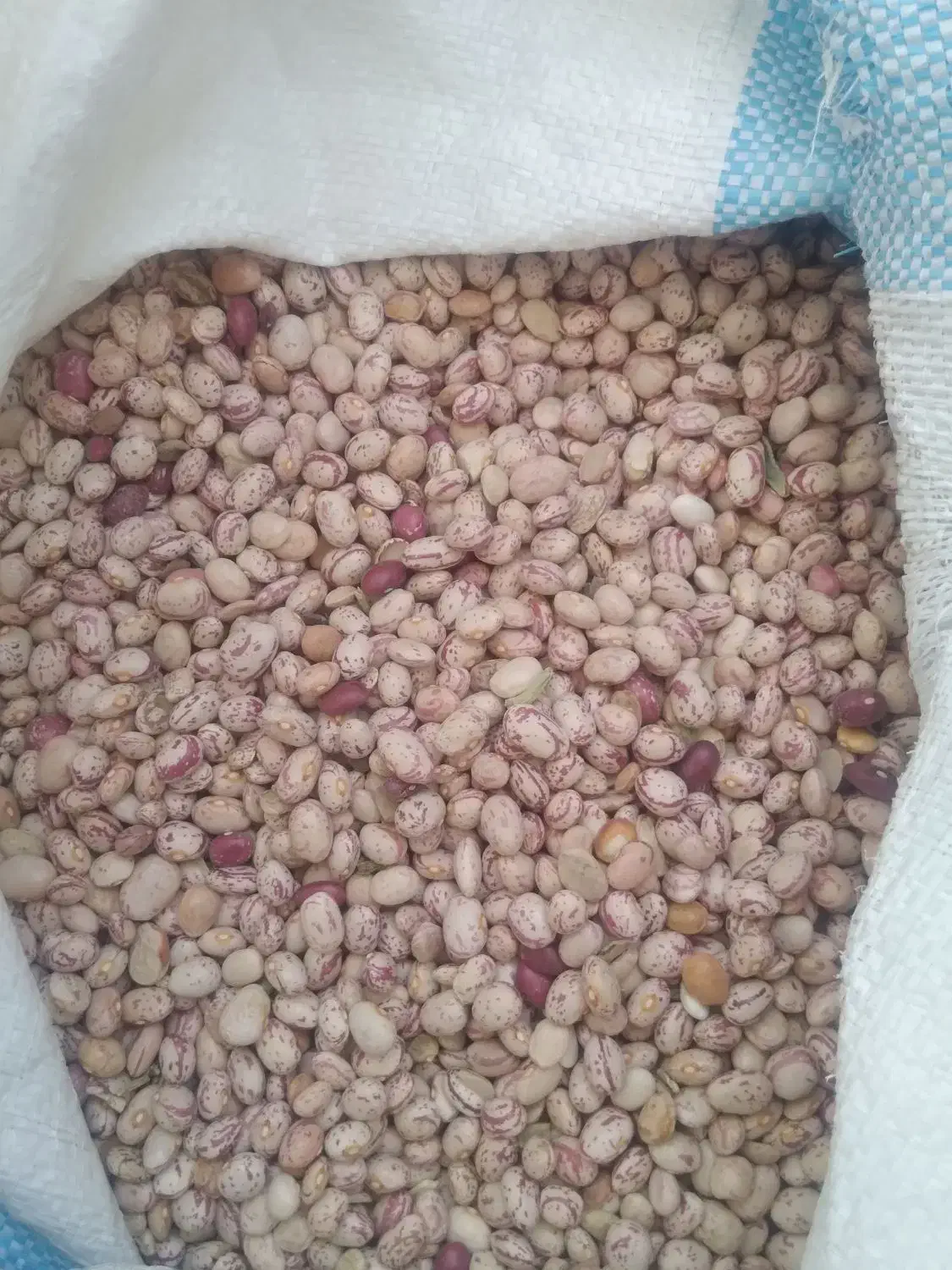 لوبیا چیتی|خوردنی و آشامیدنی|زرین دشت (فارس), |دیوار