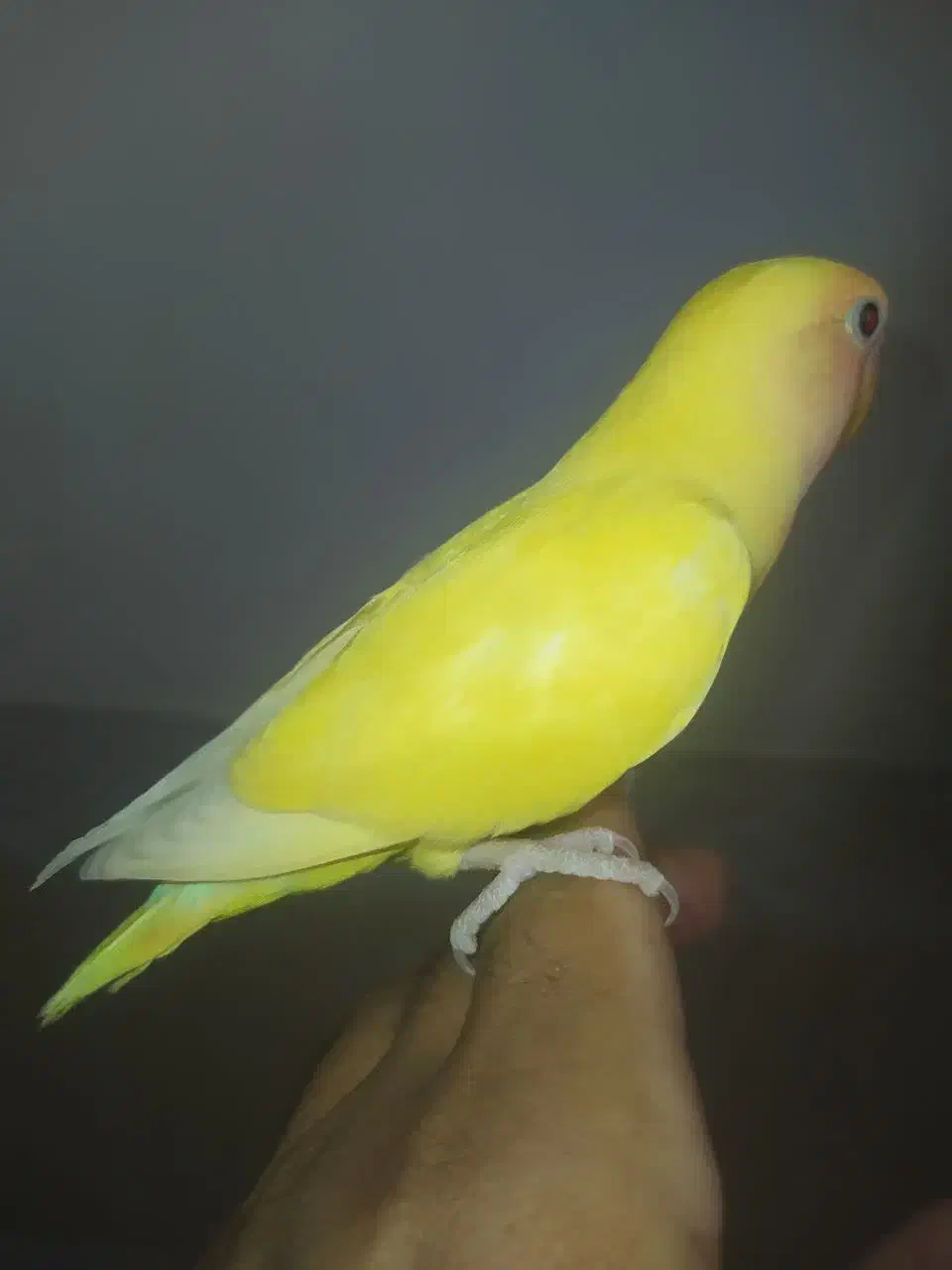 کوتوله .عروس.فنچ|پرنده|بیرجند, |دیوار