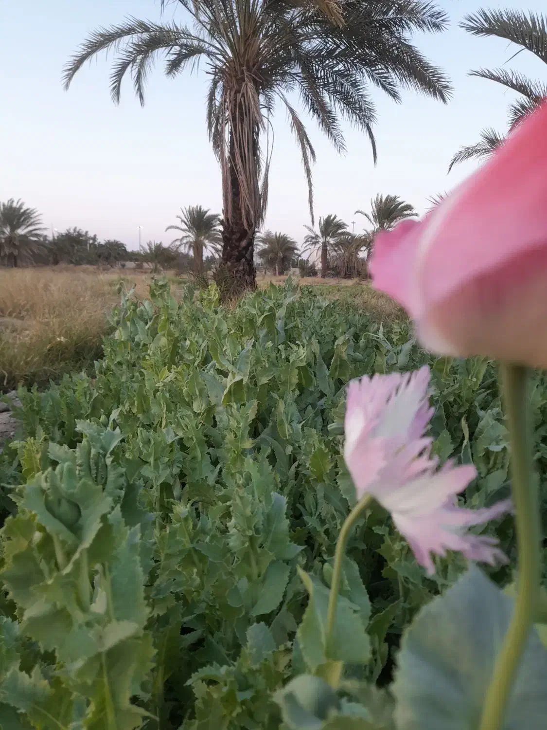 دهقانم دنبال نخل هستم|خدمات باغبانی و درختکاری|ایرانشهر, |دیوار