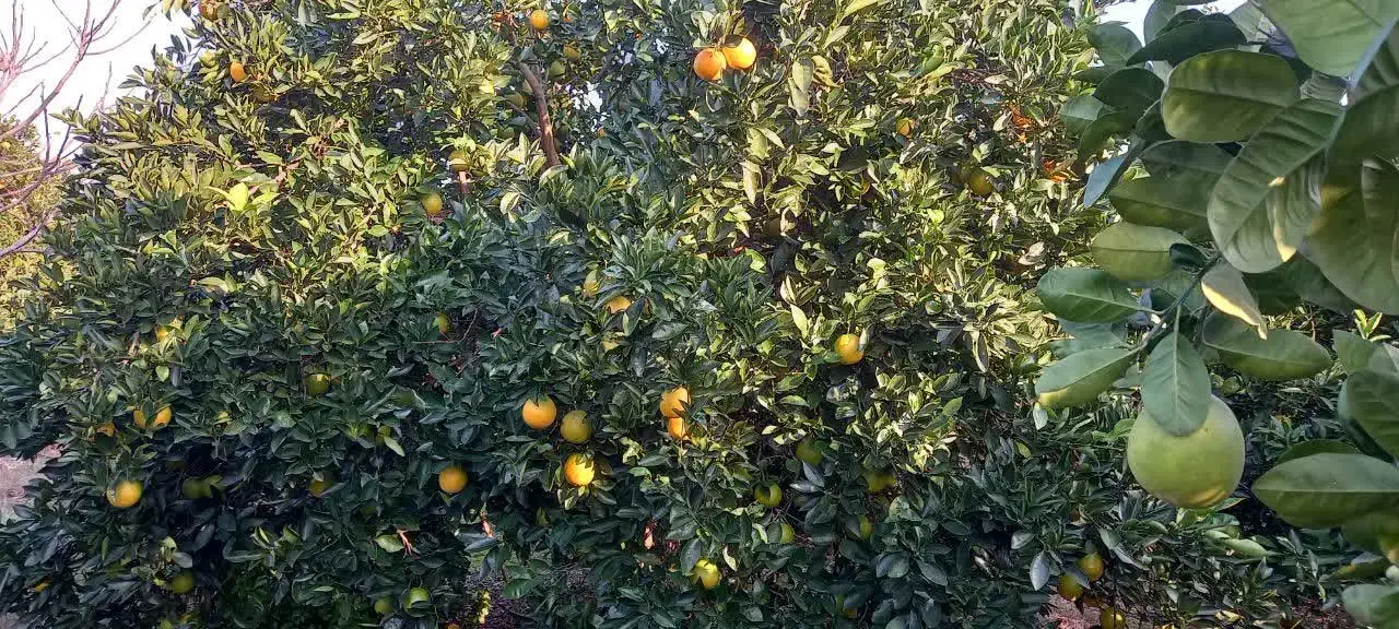 پرتقال خونی فوق‌العاده شیرین  کیلویی ۴۵ فروش|عمده‌فروشی|بابل, |دیوار