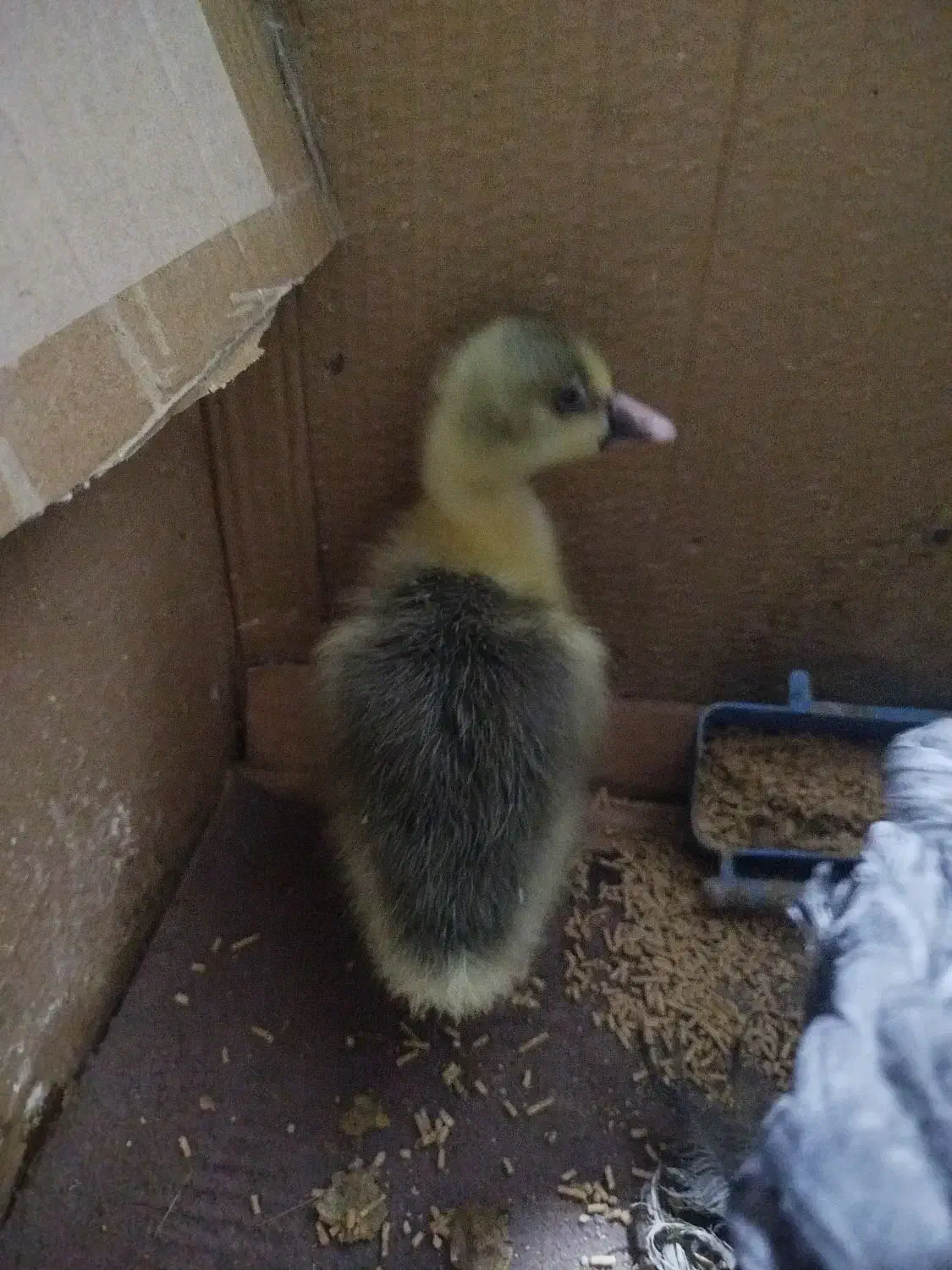 یک عدد جوجه غاز محلی|حیوانات مزرعه|اردبیل, |دیوار