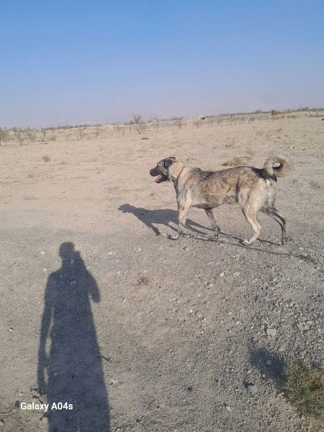 سگ سرابی|سگ|صوفیان, |دیوار