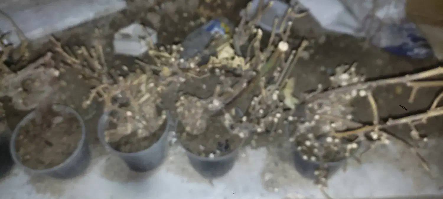 تنه رز|گل و گیاه طبیعی|بیرجند, |دیوار