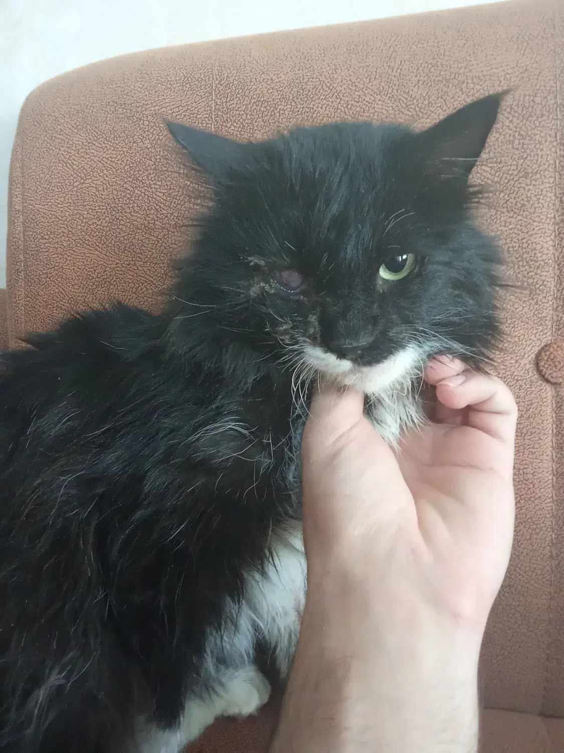 گمشده|حیوانات|مشهد, توس (بلوار توس)|دیوار