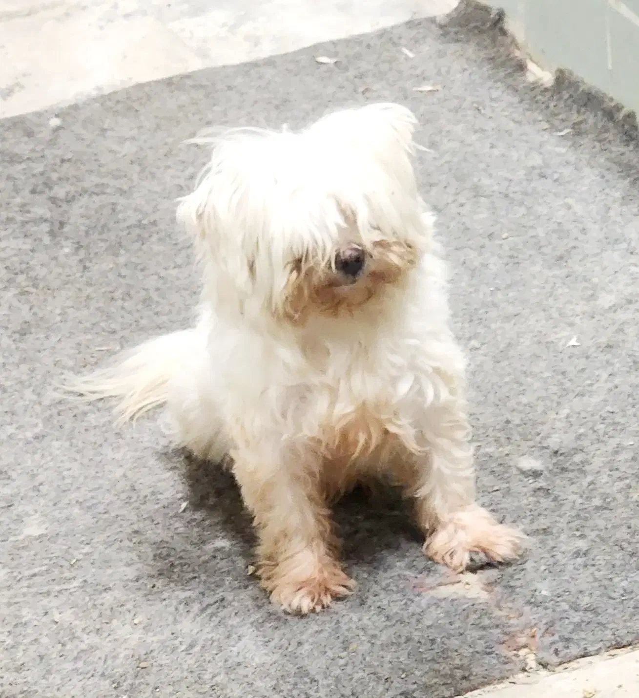 مالتیز|سگ|بومهن, |دیوار