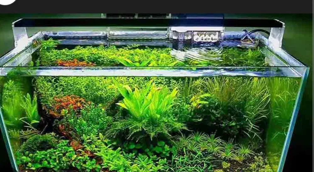 آکواریوم و لوازم جانبی آکواریوم|ماهی|تبریز, |دیوار