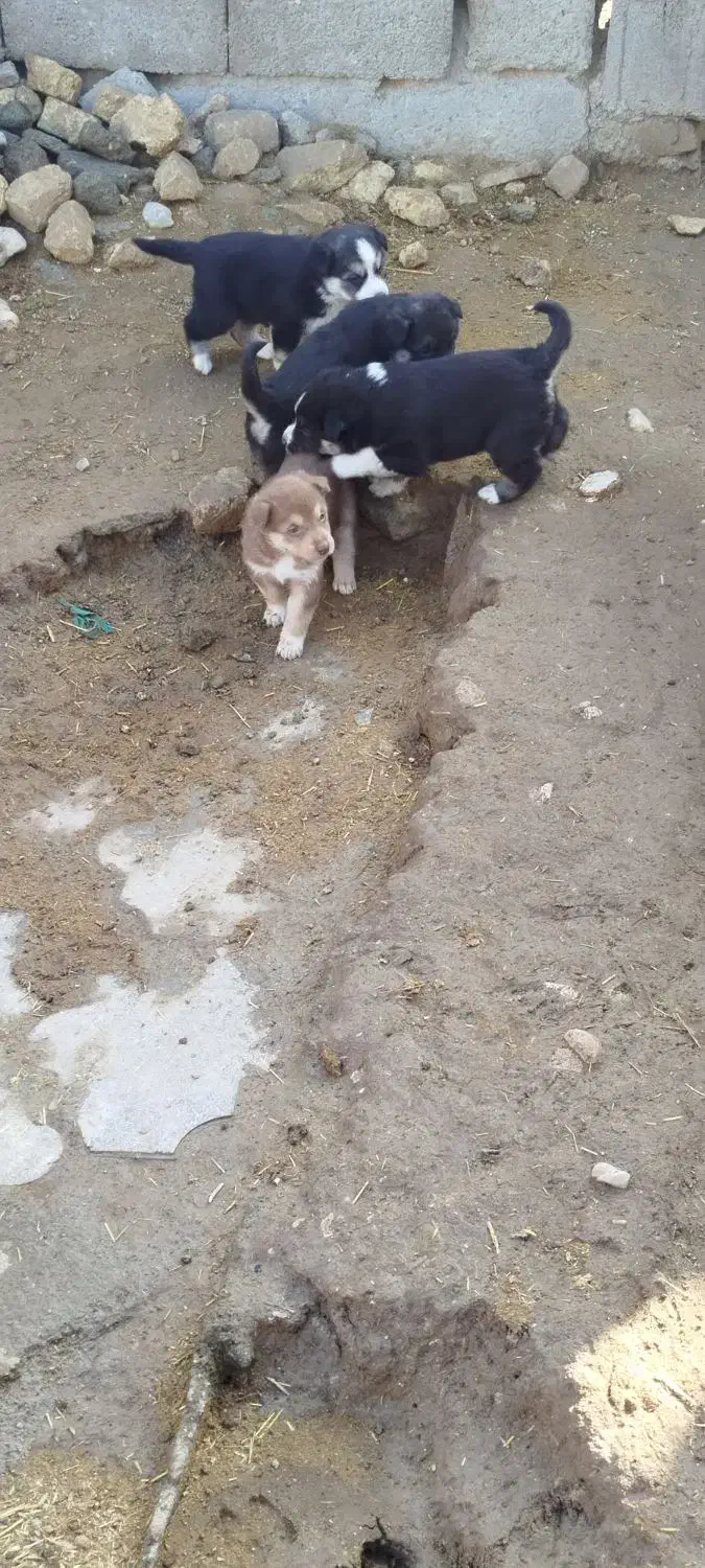 توله سگ|سگ|ماهیدشت, |دیوار