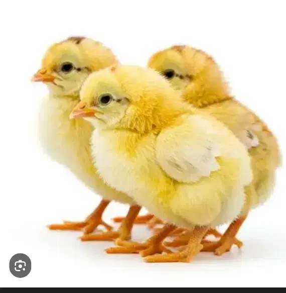 جوجه کشی دستگاه اسکندری 528 تایی|ماشین‌آلات صنعتی|اشتهارد, |دیوار