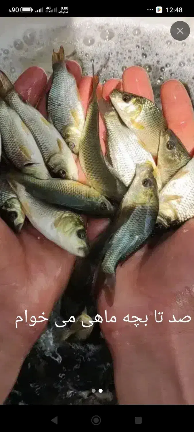 ماهی کپور|ماهی|گرگان, |دیوار