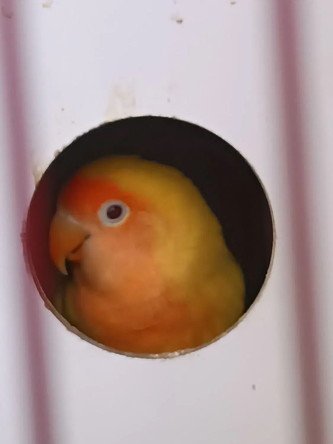 کوتوله برزیلی|پرنده|صدرا-فارس, فاز ۱|دیوار