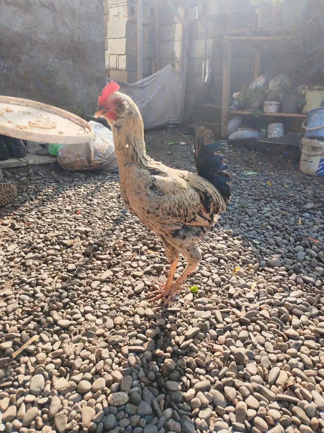 خروس نژاد دار|حیوانات مزرعه|کیاشهر, |دیوار