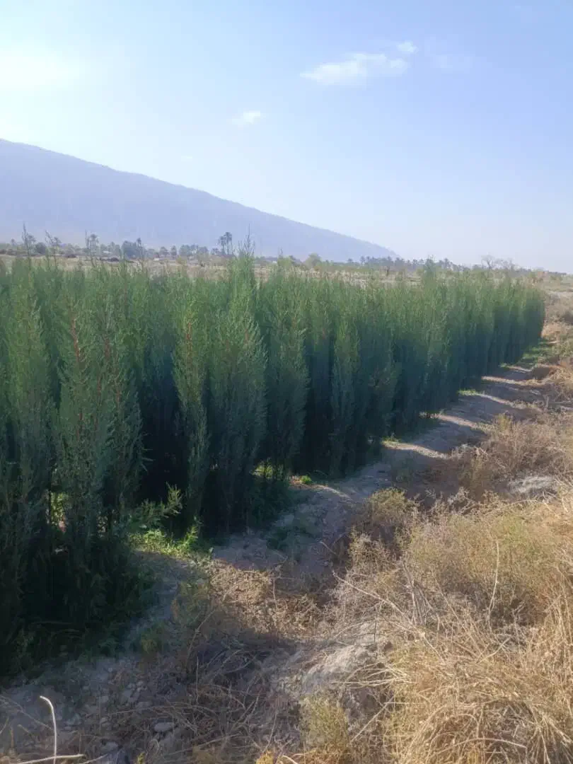 نهال سرو و خرمالو|خدمات باغبانی و درختکاری|شیراز, کوی زهرا|دیوار