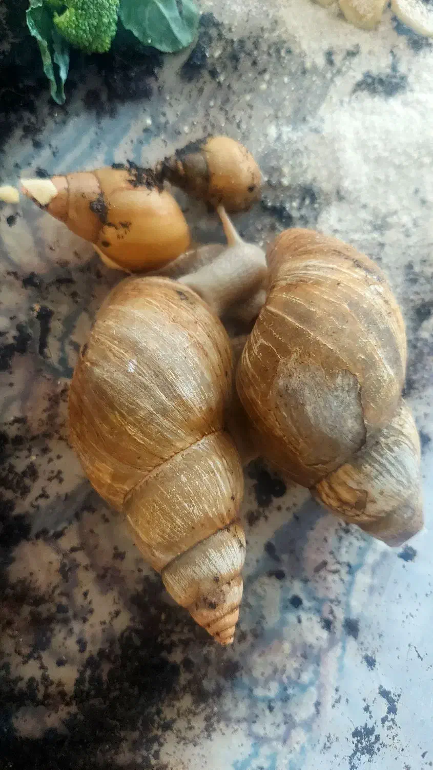 ۴ عدد حلزون طبی مناسب جوانسازی و باکس چوبی|خزنده|مهریز, |دیوار