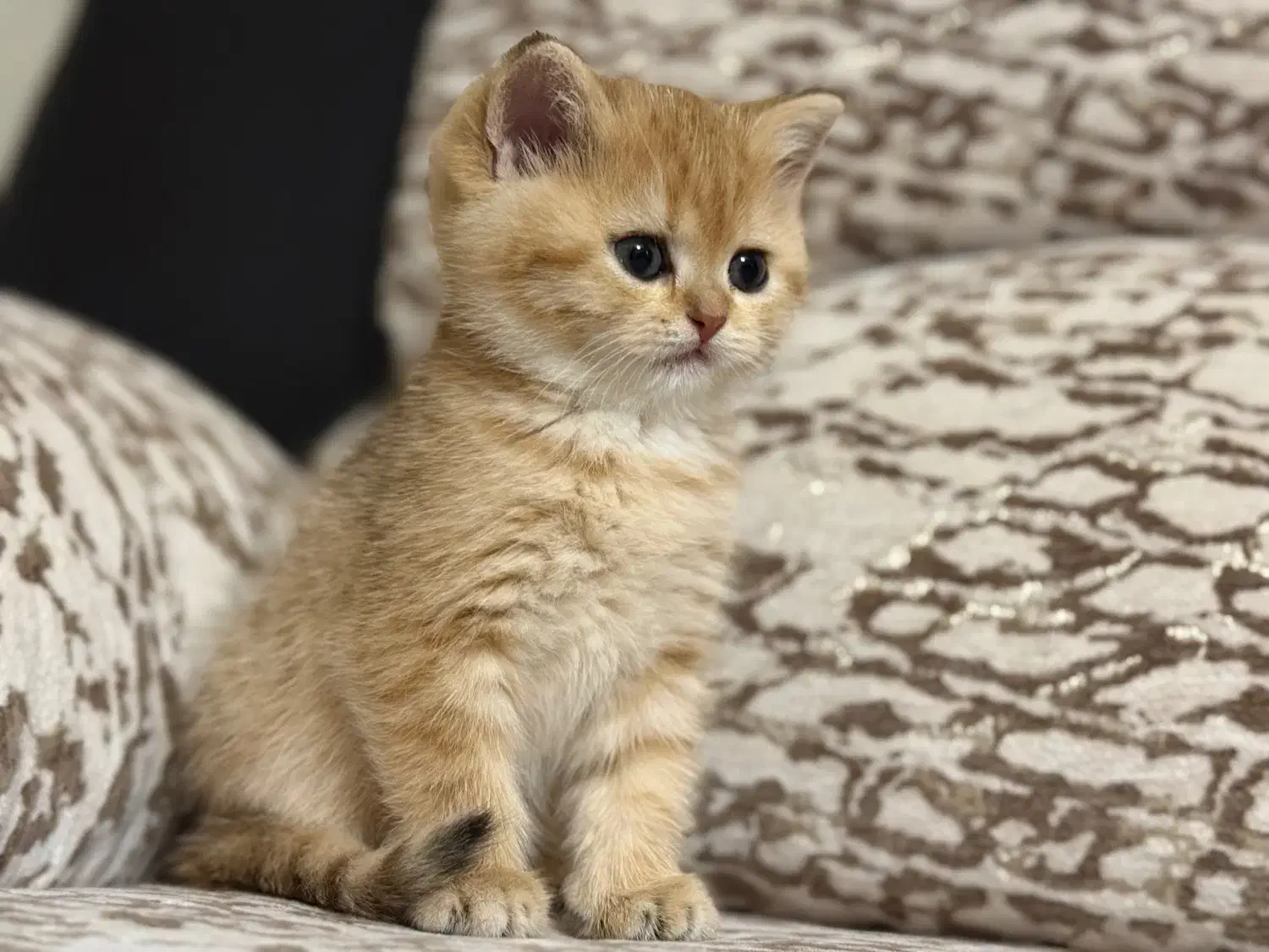 واگذاری گربه بریتیش|گربه|تبریز, |دیوار