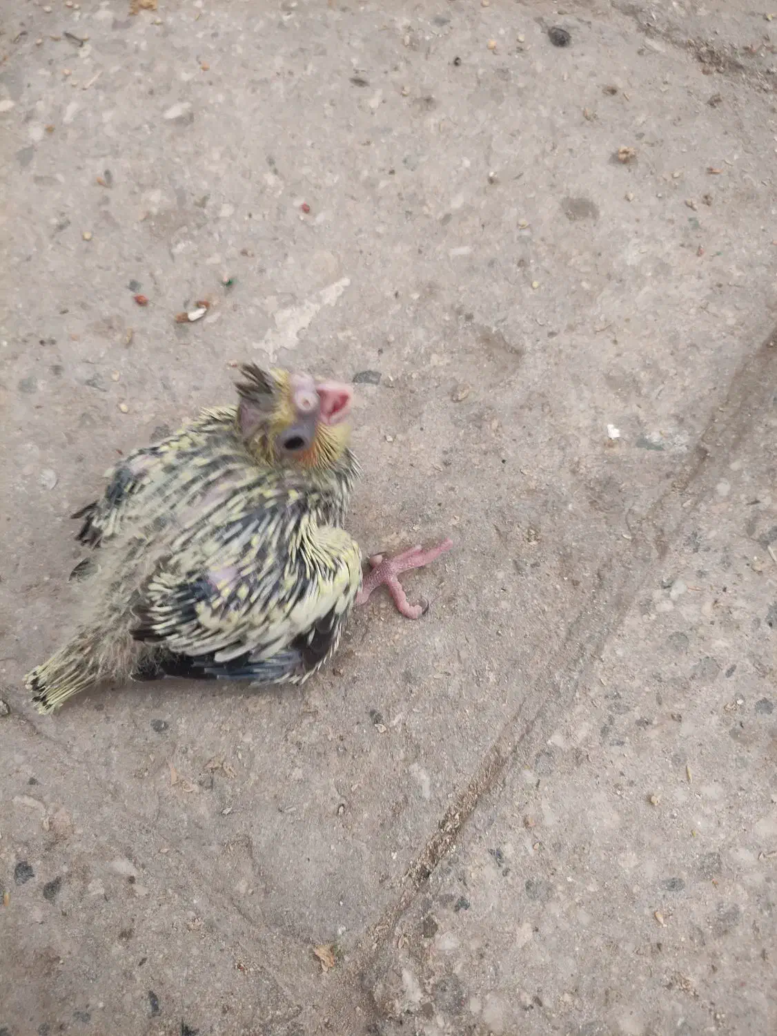 جوجه عروس هلندی|پرنده|قم, نخودی|دیوار