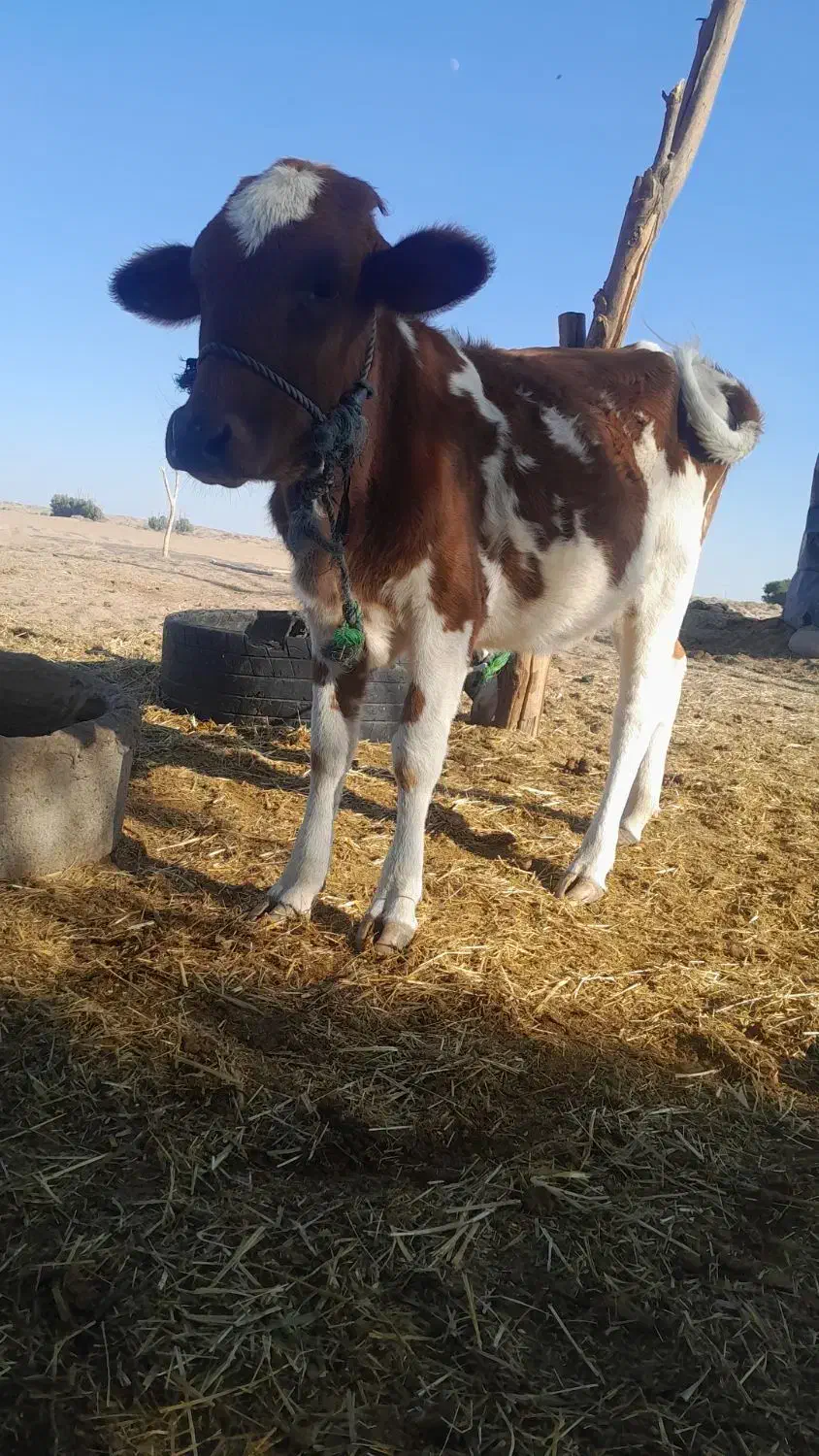 گوساله ماده|حیوانات مزرعه|رودبار (کرمان), |دیوار