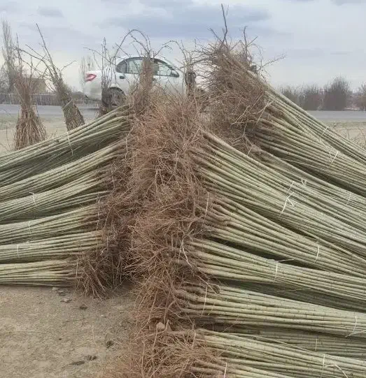 نهالستان فروش نهال های گردو بادام و صنوبر|خدمات باغبانی و درختکاری|مریوان, |دیوار