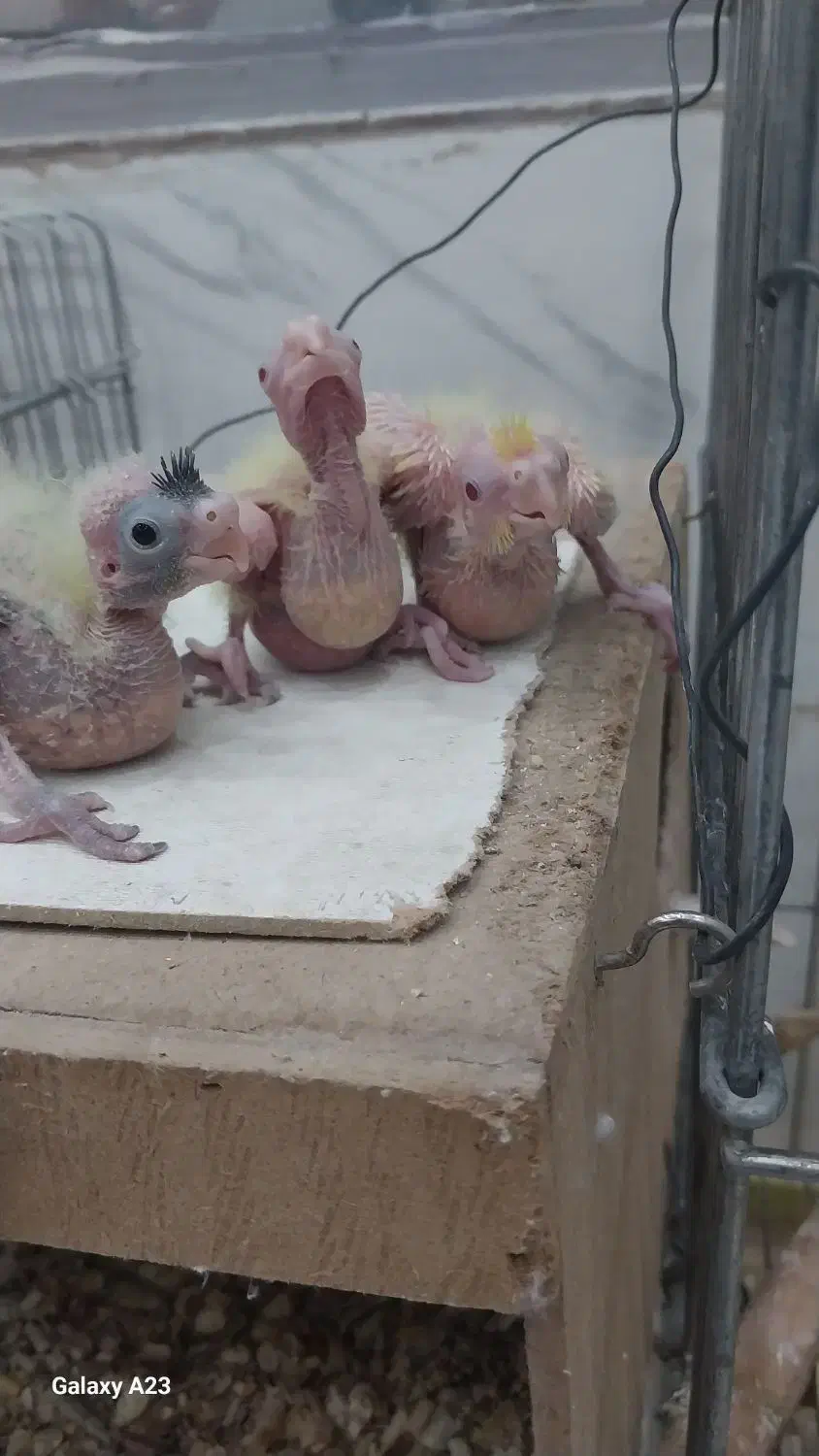 جوجه عروس هلندی خوشگل و زیبا|پرنده|شهریار, شهریار|دیوار