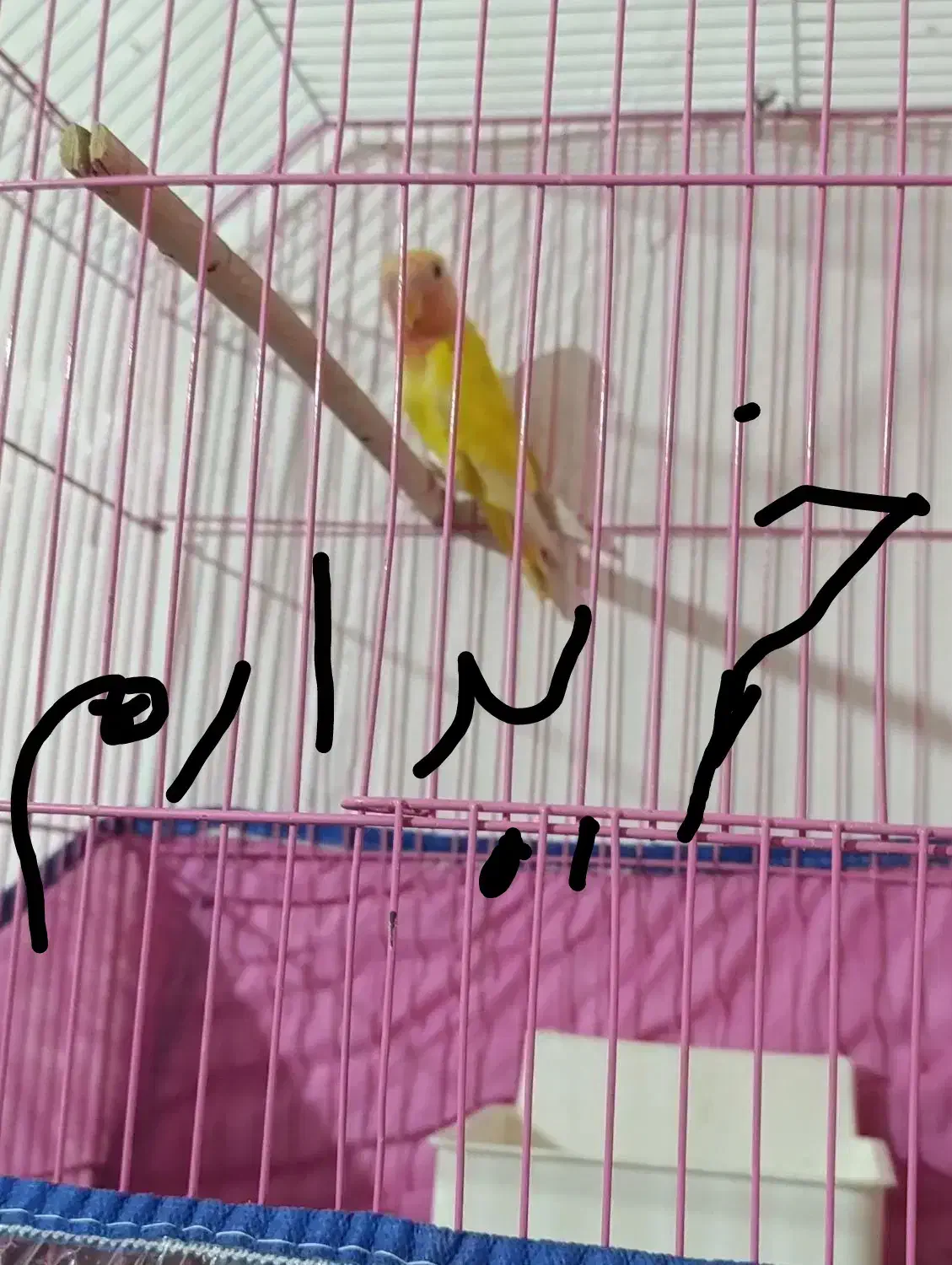 کوتوله نرصحیح سالم|پرنده|بندرعباس, |دیوار