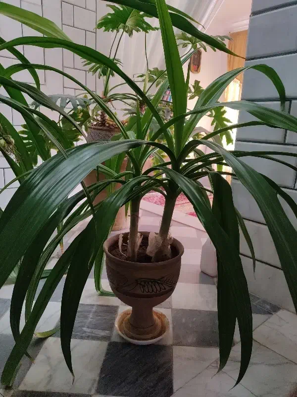 گل موزی|گل و گیاه طبیعی|بردسیر, |دیوار