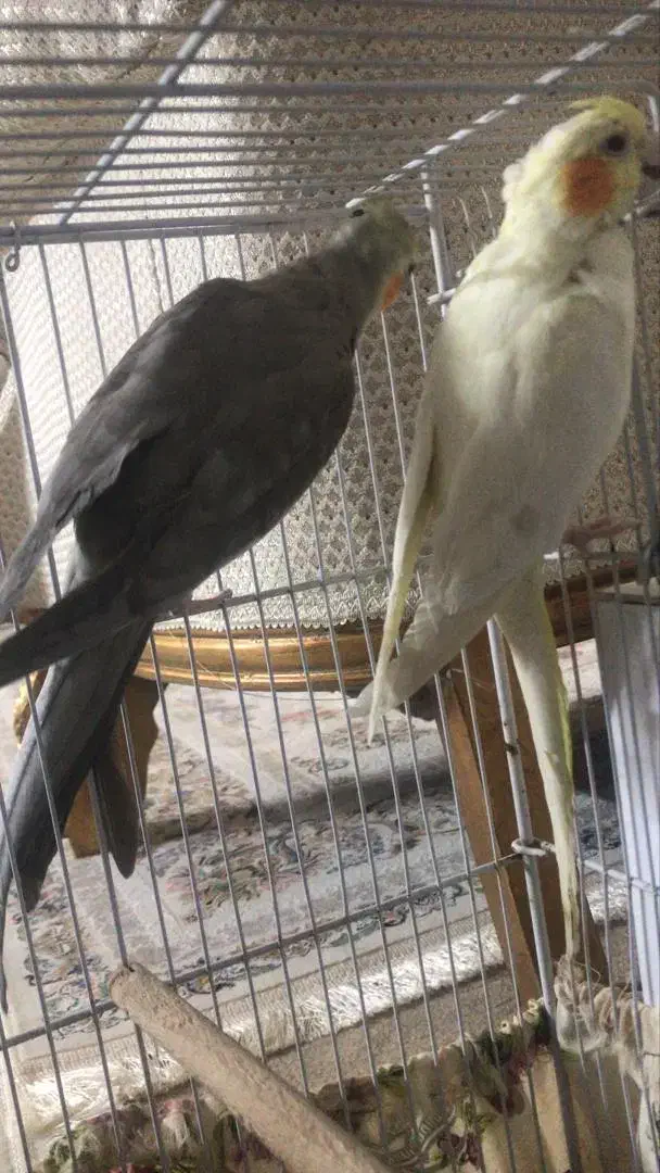 فروش یک جفت عروس هلندی مولد با قفس و لانه|پرنده|لامرد, |دیوار