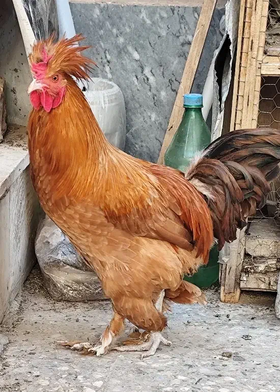 مرغ و خروس کاکلی پاپر نژاد دار تزئینی|حیوانات مزرعه|قم, مهدیه|دیوار