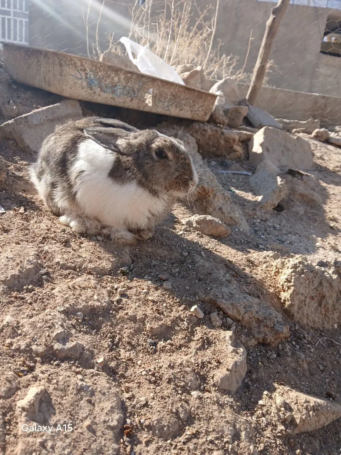 خرگوش|موش و خرگوش|یاسوج, |دیوار