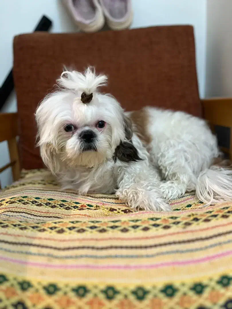 واگذاری شیتزو تریر|سگ|پاکدشت, پاکدشت (مامازند)|دیوار