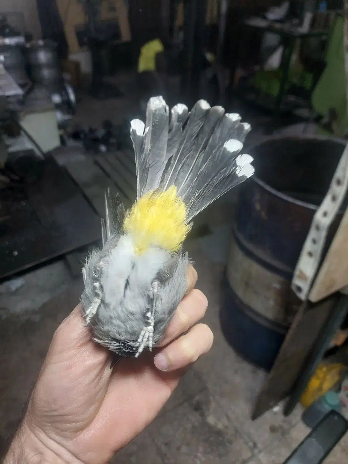 سهره|پرنده|فردیس, شهرک شهید حسینی|دیوار