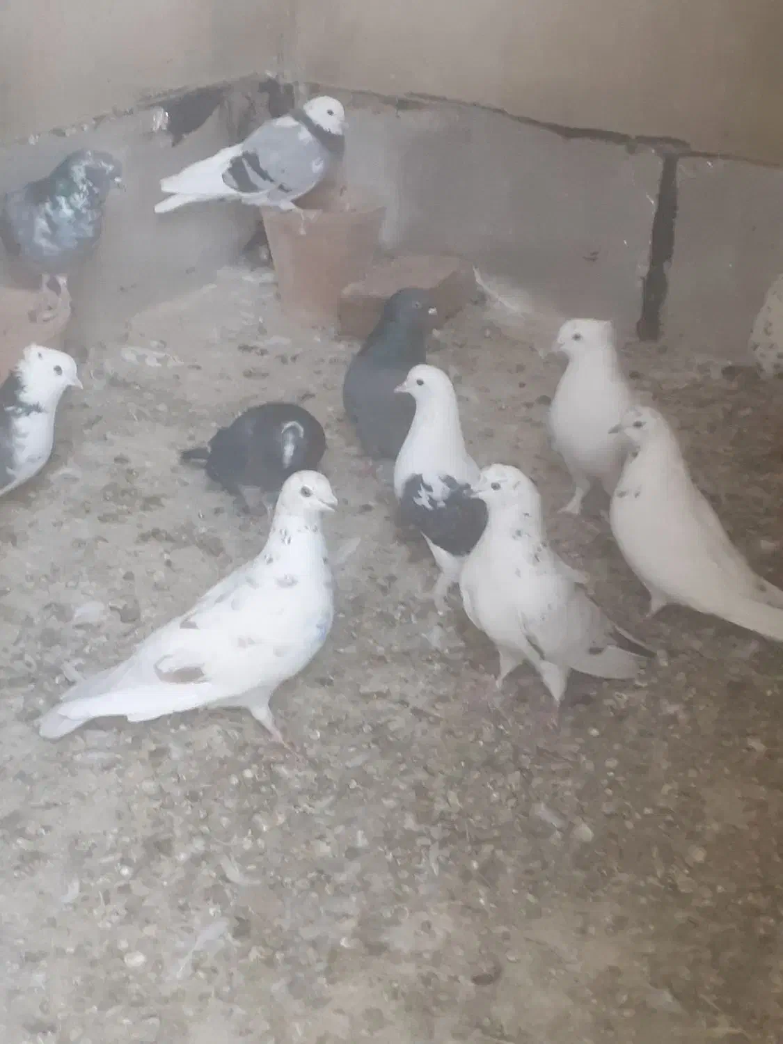 فروش یامعاوضه کفتر|حیوانات مزرعه|جوادآباد, |دیوار