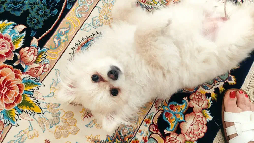 سگ پامرین|سگ|مبارکه, |دیوار