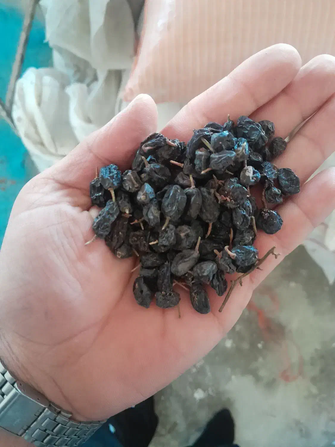 کشمش مویز بیدانه|خوردنی و آشامیدنی|تاکستان, |دیوار