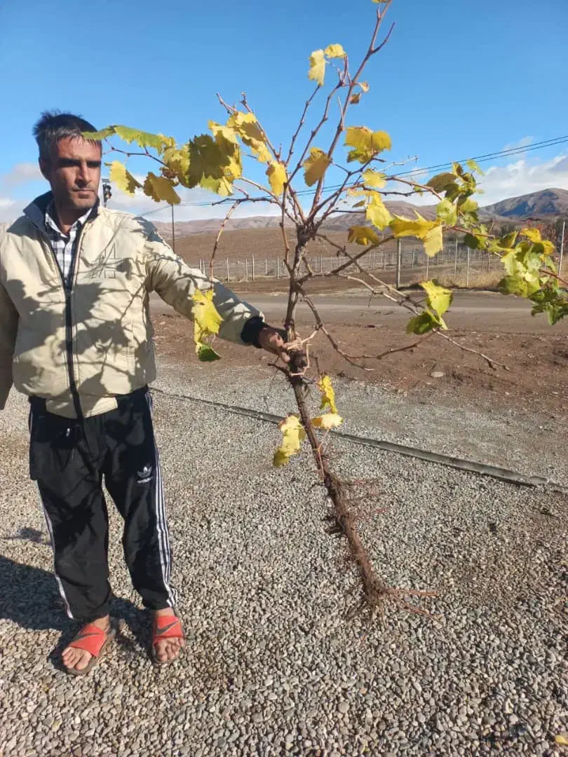 فروش نهالهای مثمر و غیر مثمر در شهر نهال|خدمات باغبانی و درختکاری|سنندج, |دیوار