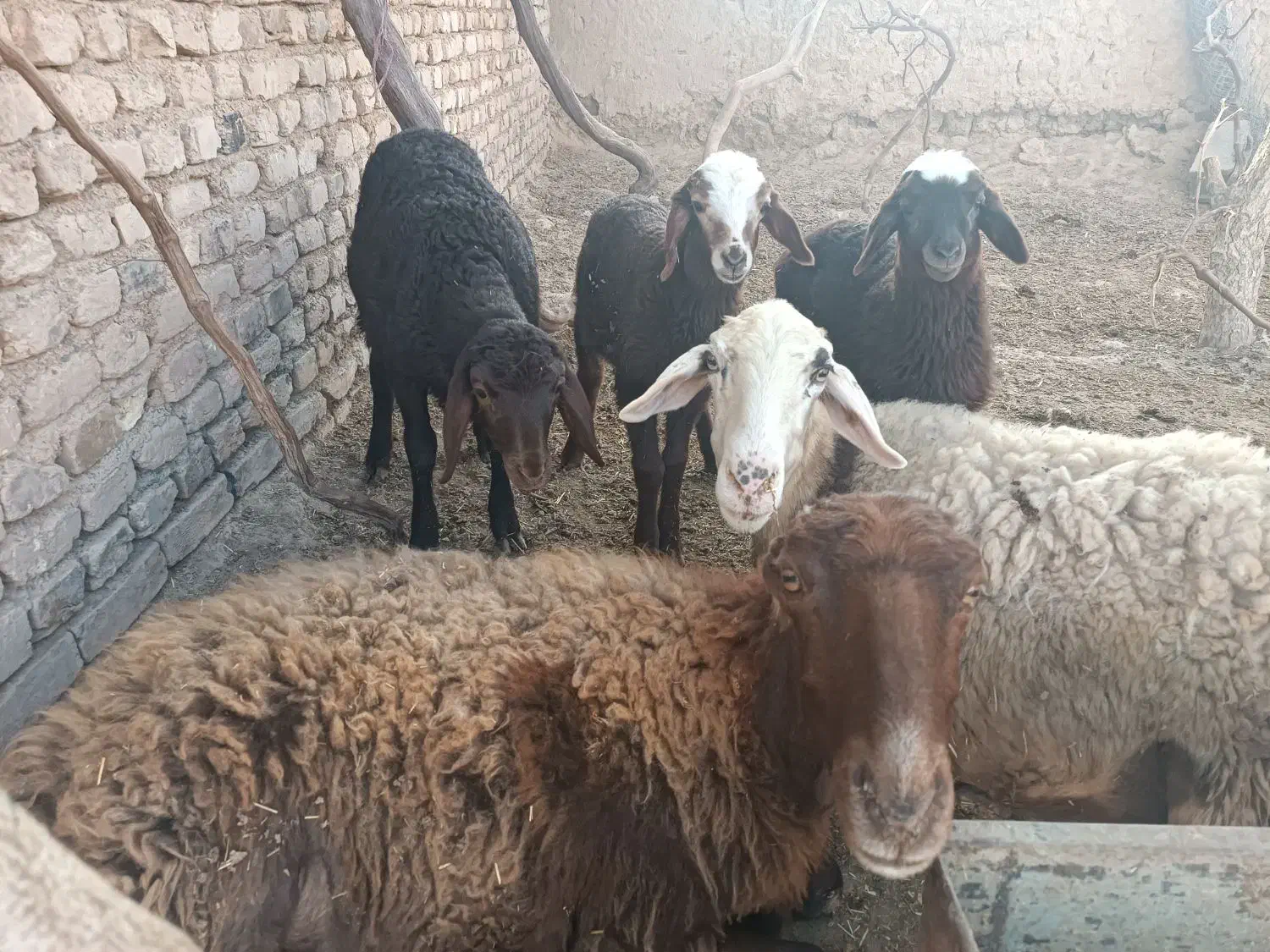 گوسفند|حیوانات مزرعه|هلالی, |دیوار
