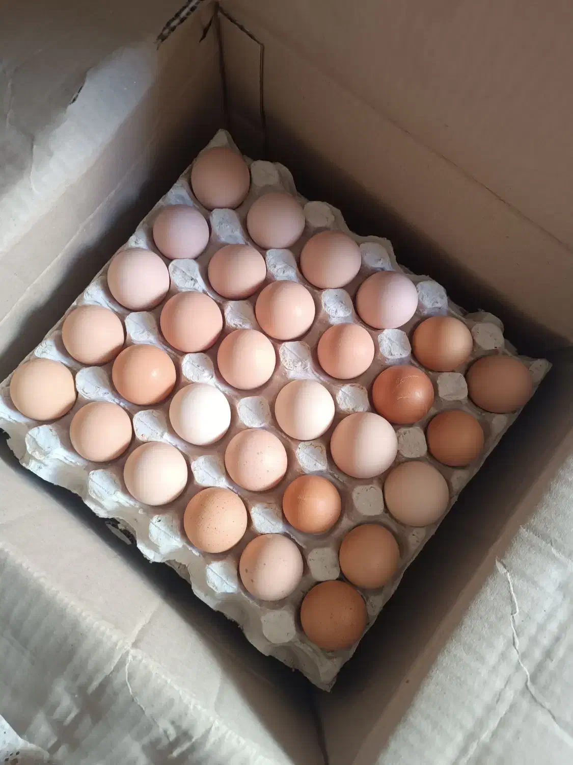 تخم مرغ گلپایگان|خوردنی و آشامیدنی|مشهد, تربیت (صدف)|دیوار