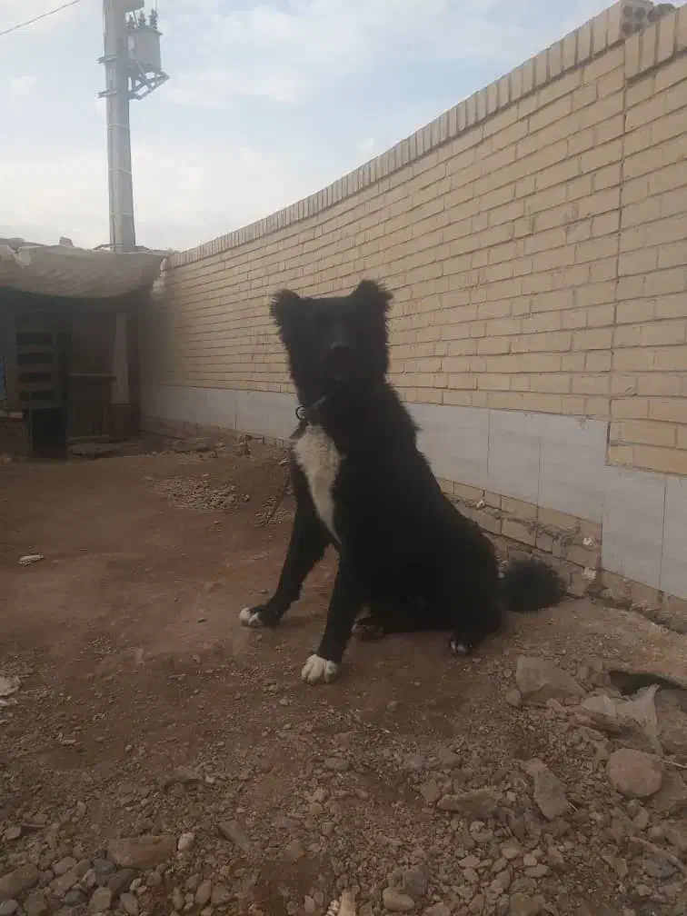 قدرجونی|سگ|زارچ, |دیوار