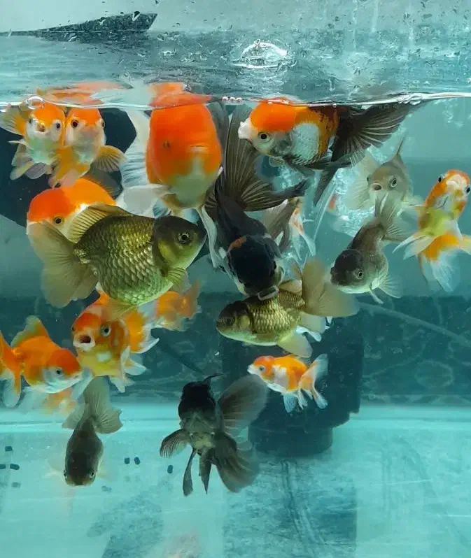 ماهی گلدفیش وارداتی|ماهی|کرمانشاه, |دیوار