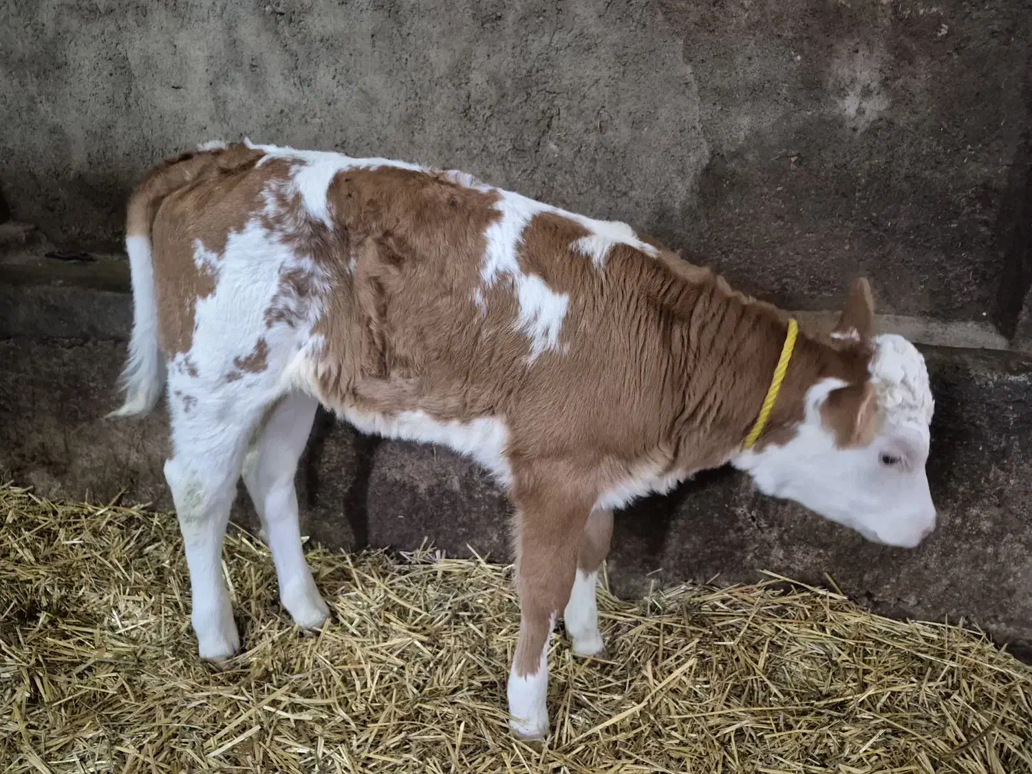 گوساله سیمینتال تازه متولد شده ماده|حیوانات مزرعه|سرعین, |دیوار
