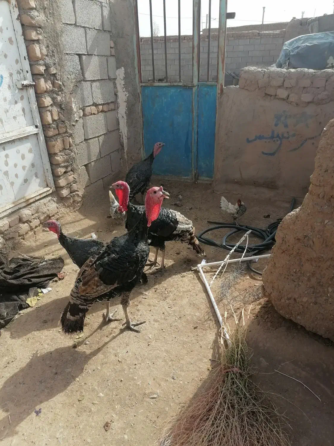 2بوغلمون نر و2تاماده و2تا خروس مینیا توری|حیوانات مزرعه|مه ولات, |دیوار