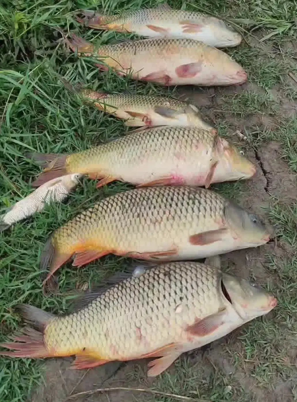 فروش ماهی کپور|ماهی|پاکدشت, پاکدشت (مامازند)|دیوار