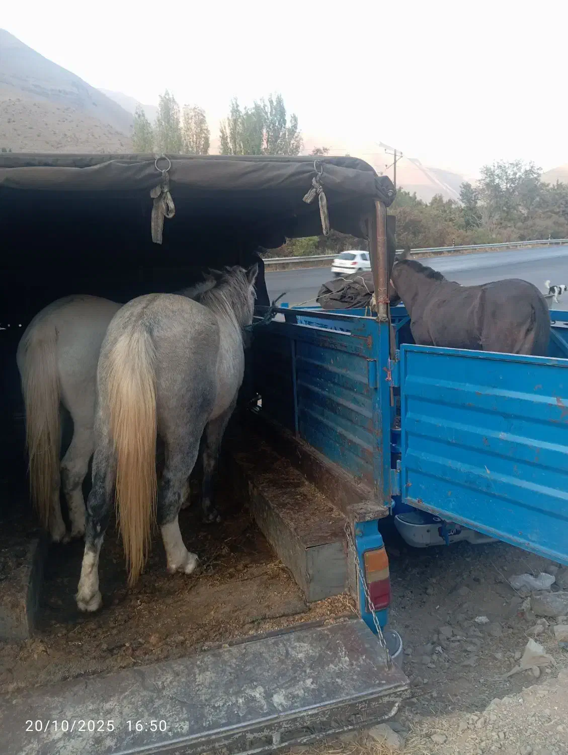 فروش اسب مادیان پالونی|اسب و تجهیزات اسب‌سواری|لاران, |دیوار