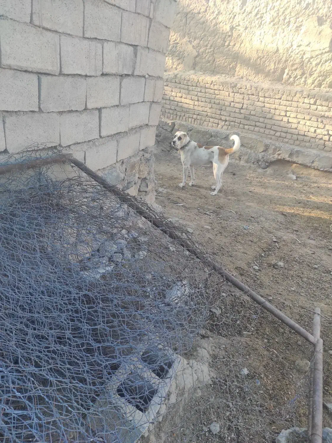 سگ گله|سگ|چناران, |دیوار