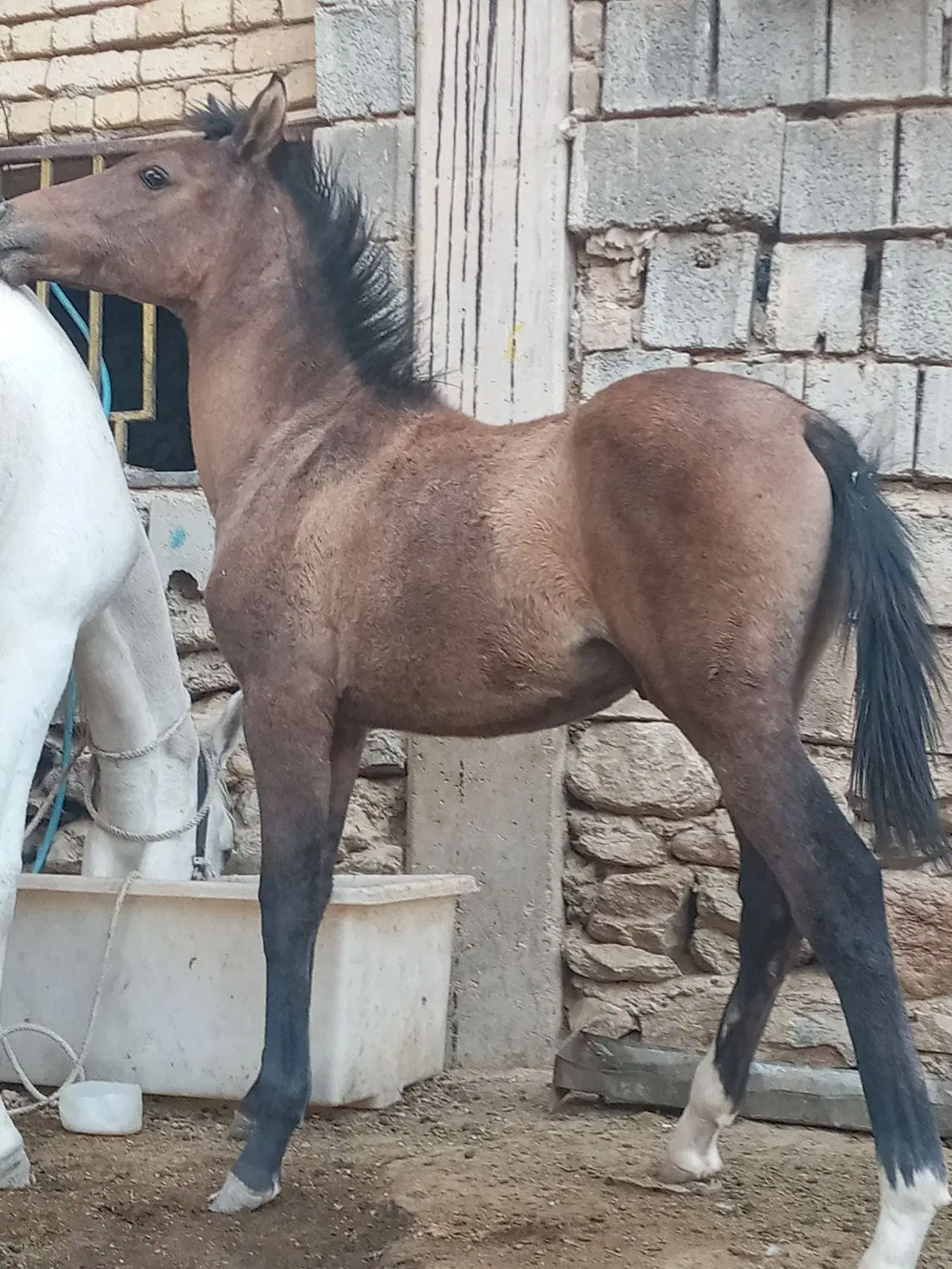 اسب|اسب و تجهیزات اسب‌سواری|داران, |دیوار
