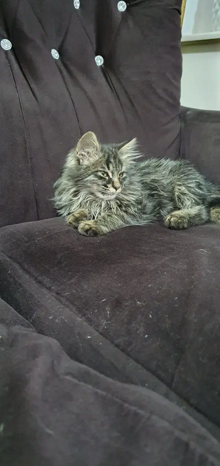 بچه گربه|گربه|مشهد, نظام دوست|دیوار